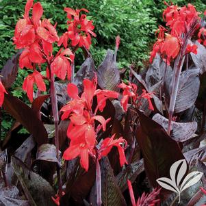 Canna x generalis 'Red Futurity' 