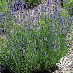 Lavandula x intermedia 'Niko' 