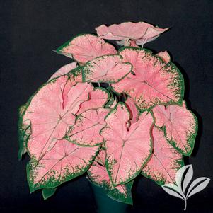 Caladium 'Pink Splash' 