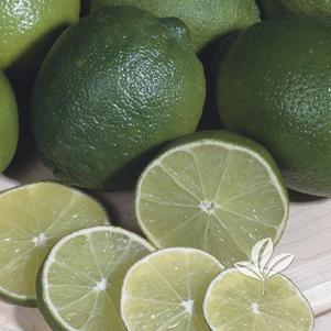 Citrus aurantifolia 