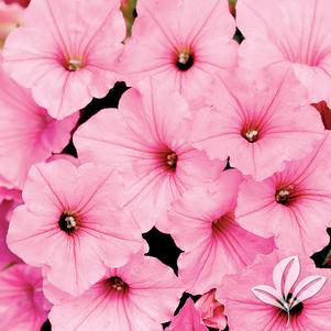 Petunia 'USTUNI6001' 