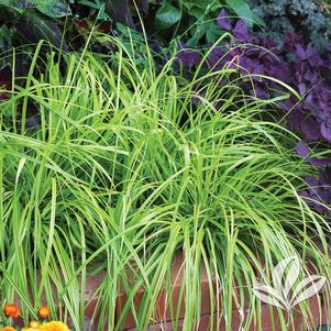 Carex oshimensis 'Everillo' 