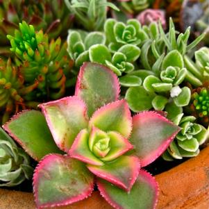 Basket Mixed Sedum 