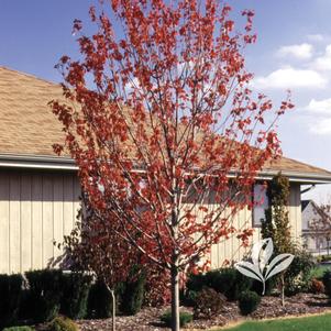 Acer rubrum 'Brandywine' 