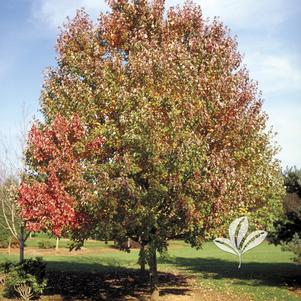 Acer rubrum 'October Glory' 