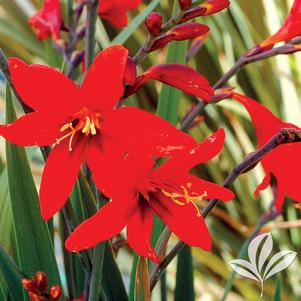 Crocosmia 'Twilight Fairy Crimson' 