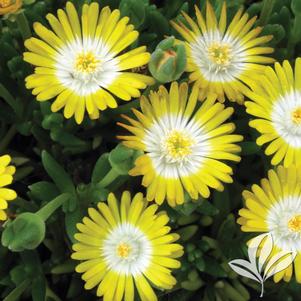 Delosperma cooperi 'Jewel of Desert Peridot' 