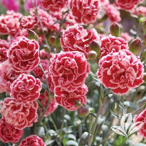 Dianthus 'Sugar Plum' 