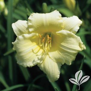 Hemerocallis 'Stella Supreme' 