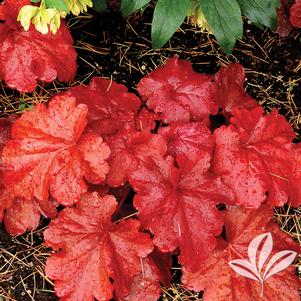 Heuchera 'Fire Alarm' 