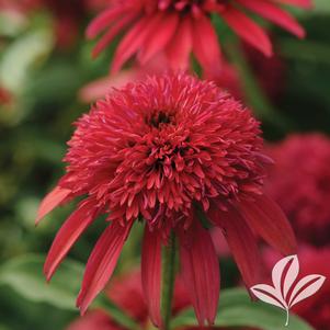 Echinacea purpurea 'Balscanery' 