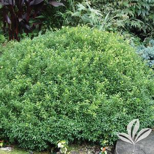 Buxus x 'RLH-BI' 
