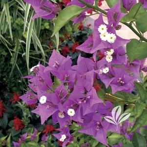 Bougainvillea 'Royal Purple' 