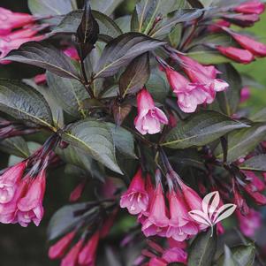 Weigela florida 'Alexandra' 