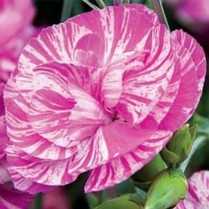 Dianthus 'Cosmic Pink Swirl' 