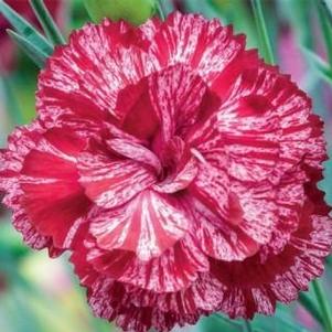 Dianthus 'Cosmic Red Swirl' 