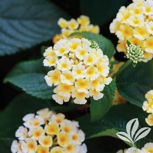 Lantana camara 'Evita Lemon' 