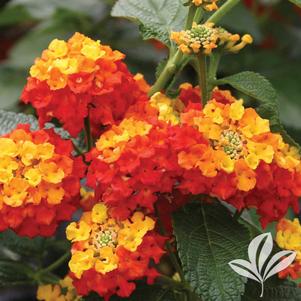 Lantana camara 'Evita Red' 