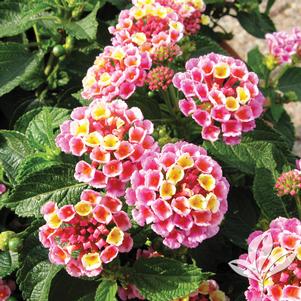 Lantana camara 'Evita Pink' 