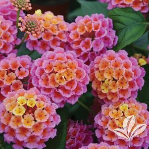 Lantana camara 'Evita Rose' 