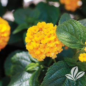 Lantana camara 'Evita Yellow' 