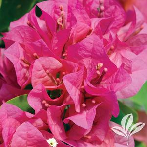 Bougainvillea 'Juanita Hatten' 
