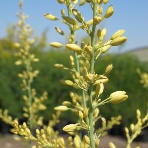 Hesperaloe parviflora 'Yellow' 