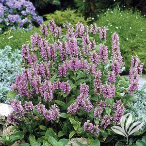 Nepeta nervosa 'Pink Cat' 