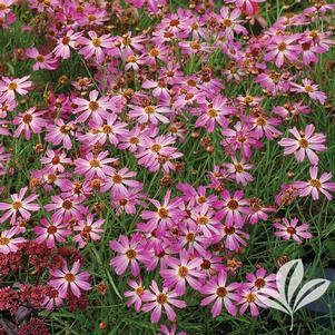 Coreopsis 'Pink Sapphire' 