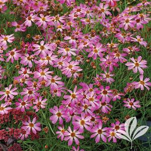 Coreopsis 'Pink Sapphire' 