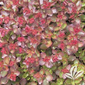 Heuchera 'Cherry Cola' 