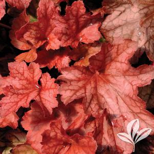 Heuchera 'Paprika' 