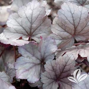 Heuchera 'Stainless Steel' 