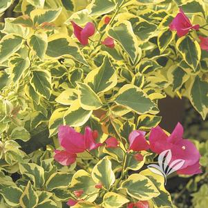 Bougainvillea 'Raspberry Ice' 