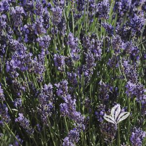 Lavandula angustifolia 'SuperBlue' 