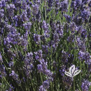 Lavandula angustifolia 'SuperBlue' 