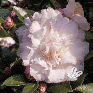 Camellia sasanqua 'Green S99-012' 