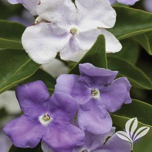 Brunfelsia pauciflora 'Eximia' 