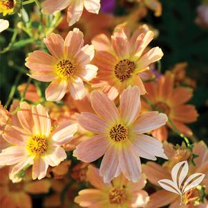 Coreopsis verticillata 'Sweet Marmalade' 