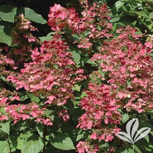 Hydrangea paniculata 'Wim's Red' 