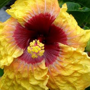 Hibiscus rosa-sinensis 'Fifth Dimension' 