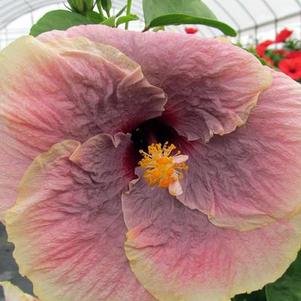 Hibiscus rosa-sinensis 'Smokey Mountain' 