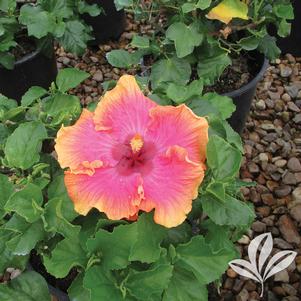 Hibiscus rosa-sinensis 'Pink Lemonade' 