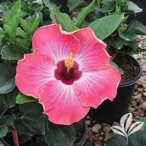 Hibiscus rosa-sinensis 'Rumrunner' 