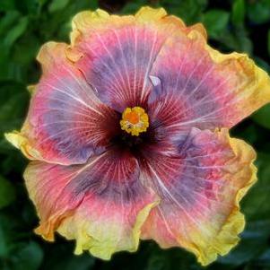 Hibiscus rosa-sinensis 'Space Oddity' 