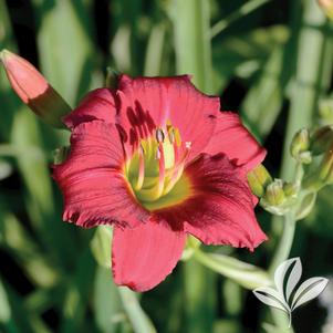 Hemerocallis 'Ruby Stella' 