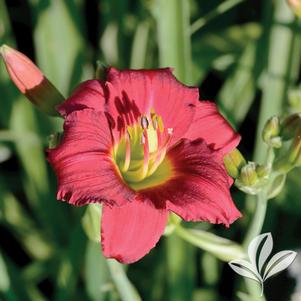 Hemerocallis 'Ruby Stella' 