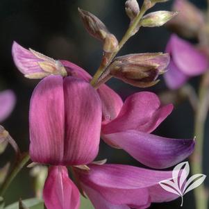 Lespedeza liukiuensis 'Little Volcano' 