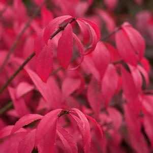 Euonymus alatus 'Hayman' 