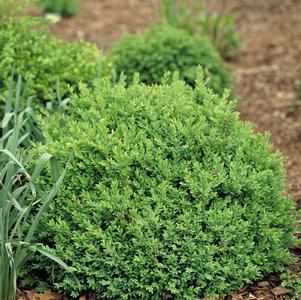 Buxus sempervirens 'Katerberg' 